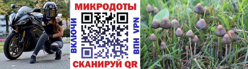 Купить  Черногорск  Псилоцибиновые грибы MAGIC MUSHROOMS 